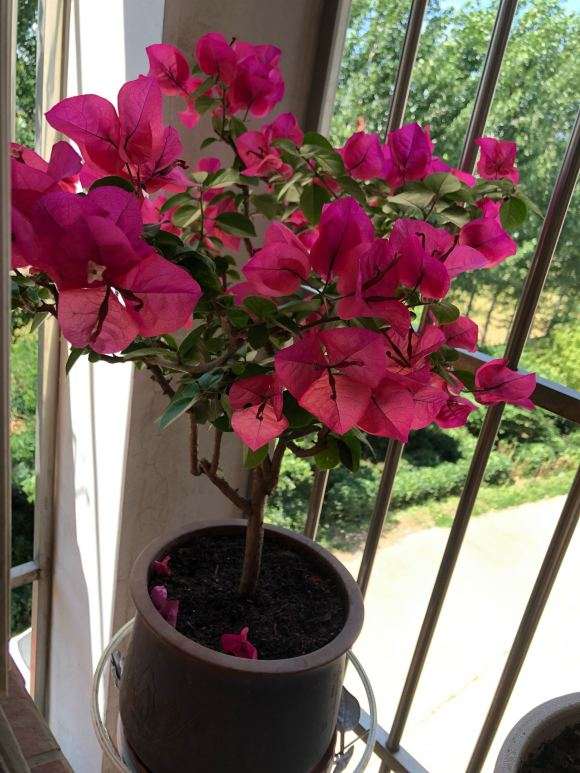 常州两颗三角梅盆栽都冻死了 图片