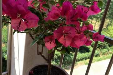 常州两颗三角梅盆栽都冻死了 图片