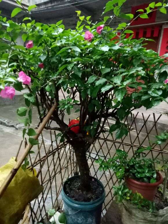 哪个品种的花叶三角梅盆栽勤花 图片