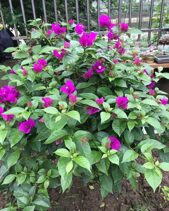 哪个品种的花叶三角梅盆栽勤花 图片