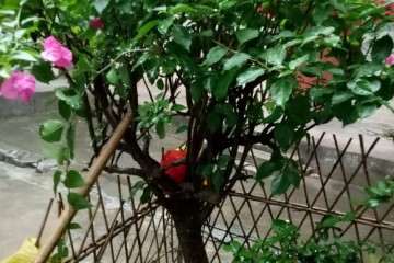 哪个品种的花叶三角梅盆栽勤花  图片