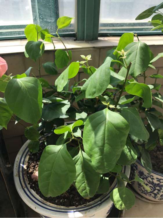 三角梅盆栽怎么控水的方法 图片