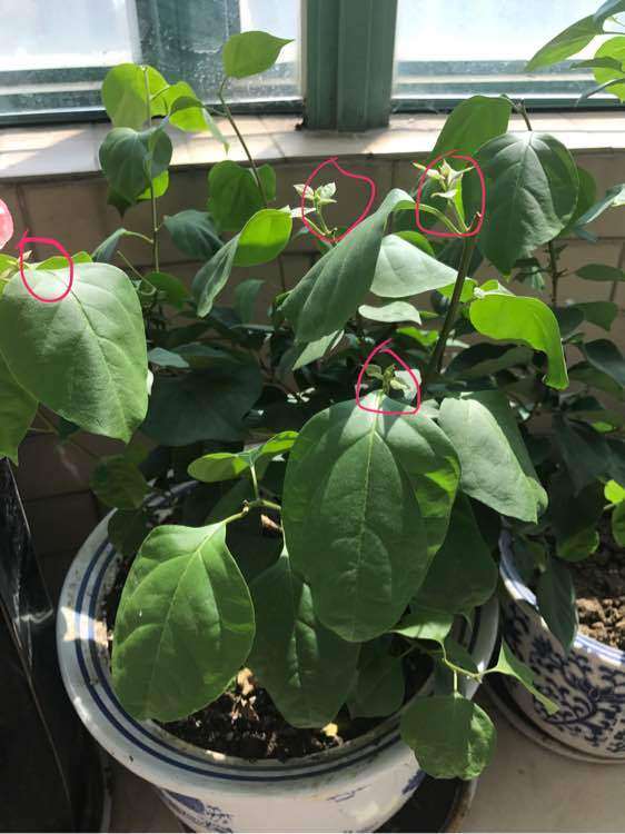 三角梅盆栽怎么控水的方法 图片