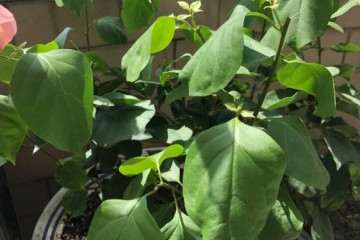 三角梅盆栽怎么控水的方法 图片