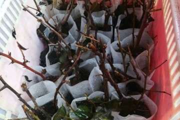 三角梅盆栽还没发芽 怎么办 图片