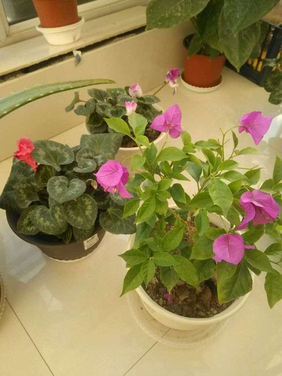 新买的三角梅盆栽叶子全掉了 怎么办