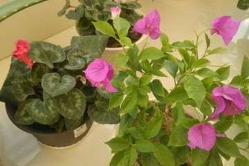 新买的三角梅盆栽叶子全掉了 怎么办