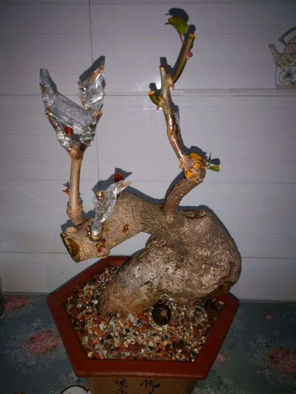 修剪的三角梅下山桩 怎么样 图片