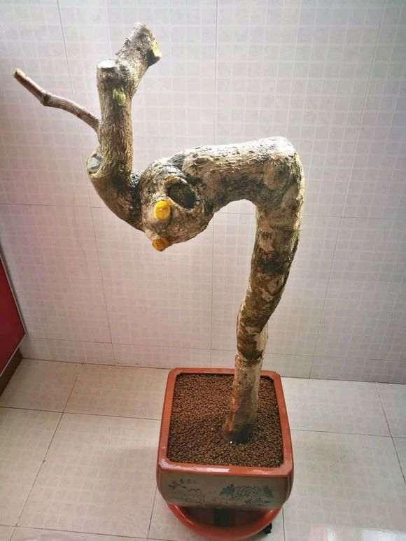 修剪的三角梅下山桩 怎么样 图片