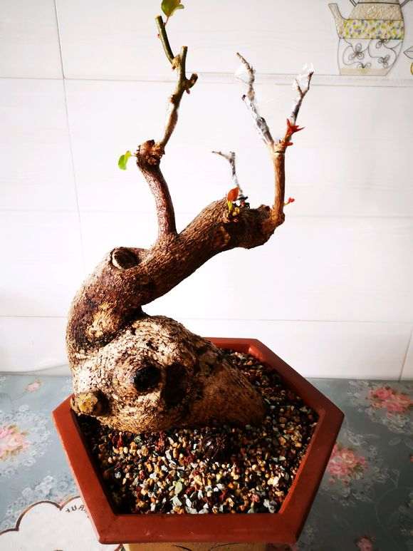 修剪的三角梅下山桩 怎么样 图片