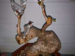 修剪的三角梅下山桩 可以吗 图片