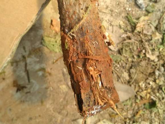 为什么三角梅下山桩真好活 图片