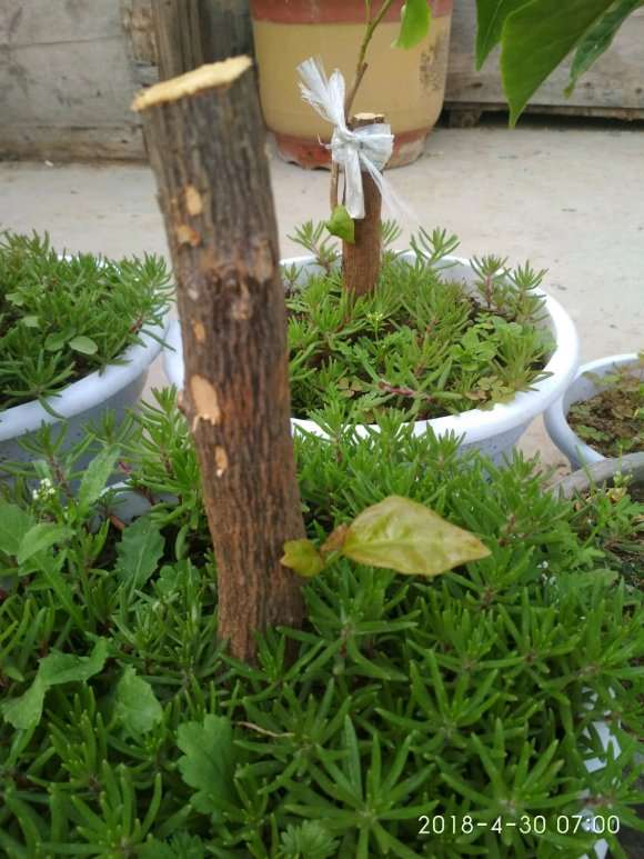 为什么三角梅下山桩真好活 图片