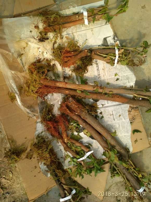 为什么三角梅下山桩真好活 图片