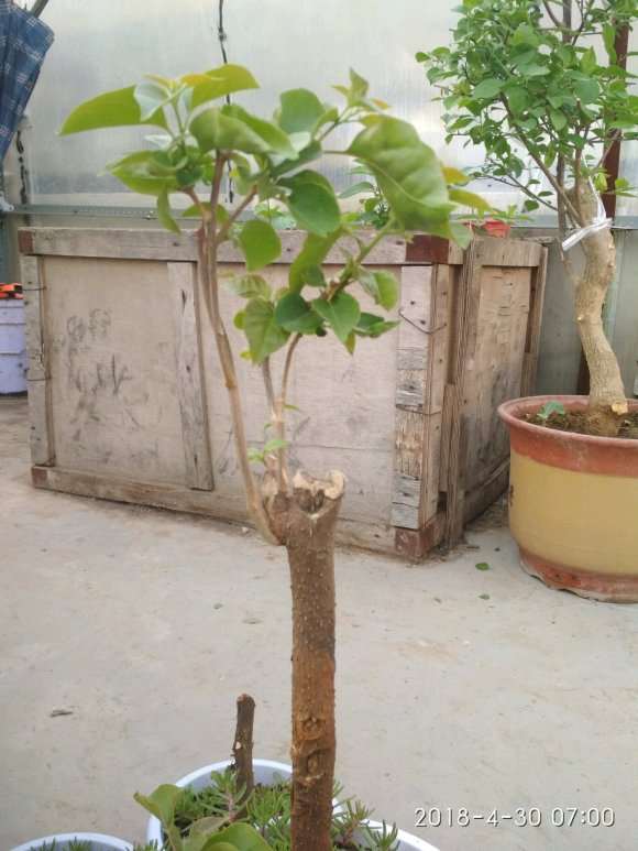 为什么三角梅下山桩真好活 图片