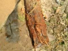 为什么三角梅下山桩真好活 图片