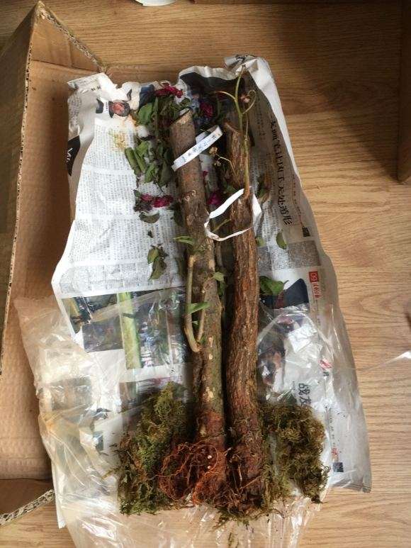 三角梅下山桩 根系不发达 怎么办 图片