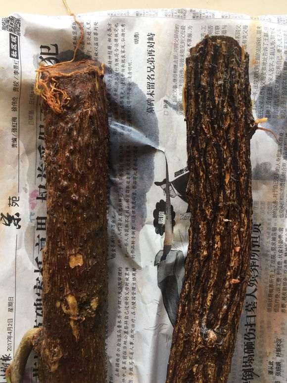 三角梅下山桩 根系不发达 怎么办 图片