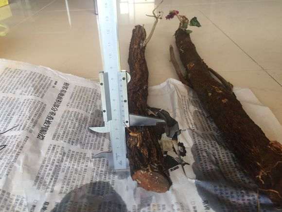 三角梅下山桩 根系不发达 怎么办 图片