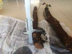 三角梅下山桩 根系不发达 怎么办 图片