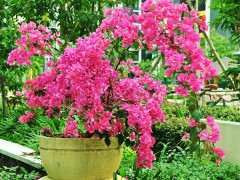 三角梅下山桩3个月了 还活着吗 图片