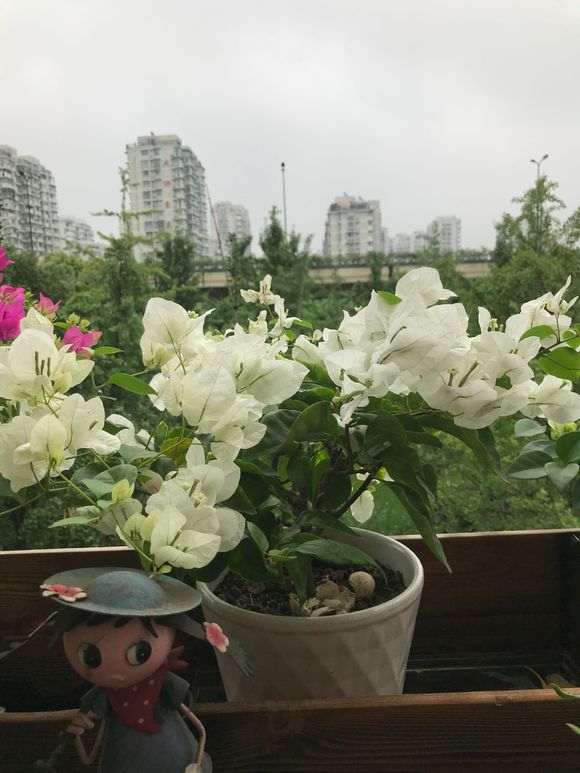 三角梅盆栽水大了会不会叶子蔫了 图片