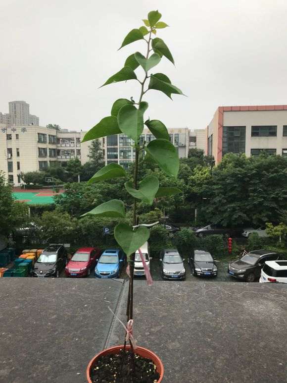 三角梅盆栽整成棒棒糖 主杆多高合适