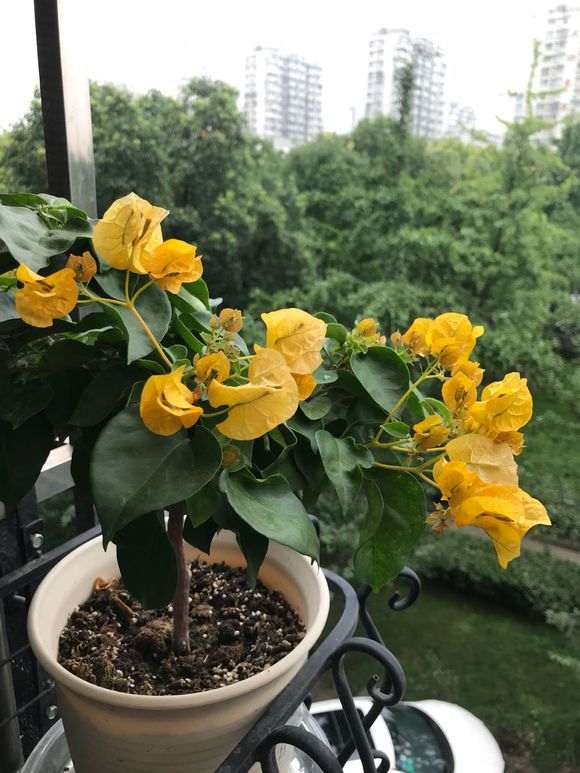 三角梅盆栽整成棒棒糖 主杆多高合适
