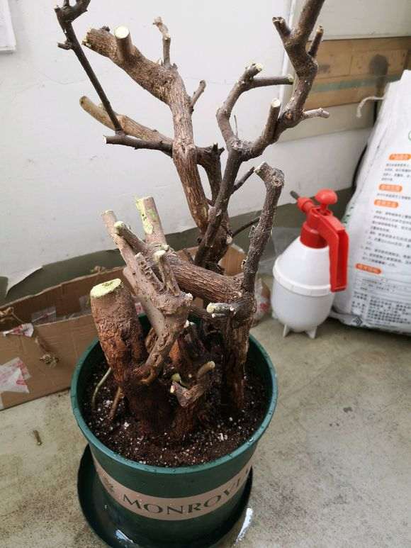 为什么三角梅下山桩水不能太多了 图片