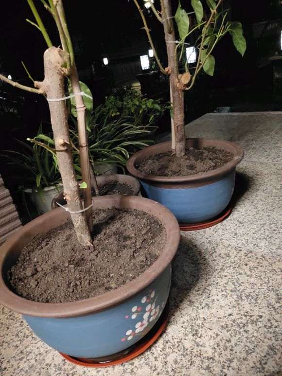 淘宝很多20元的三角梅下山桩 图片