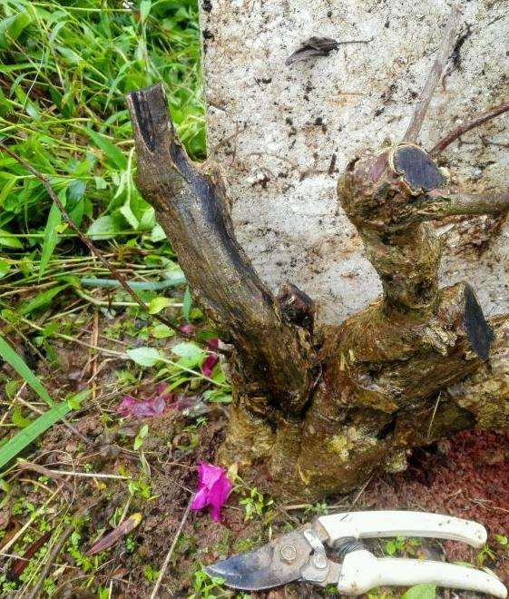 为什么三角梅下山桩不耐寒 3度是极限