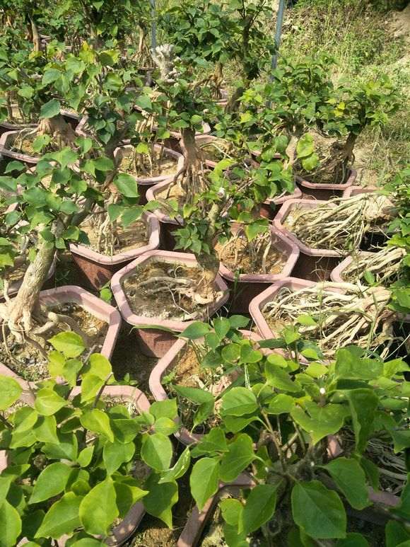 三角梅下山桩 280元包邮 粗度3公分