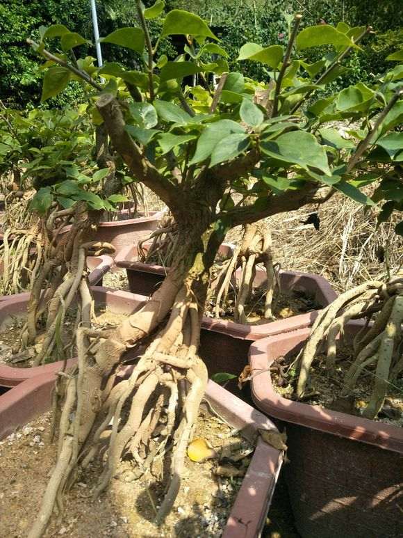 三角梅下山桩 280元包邮 粗度3公分