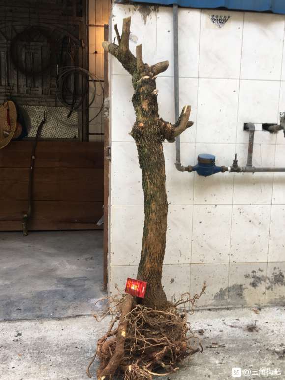 三角梅下山桩以后嫁接怎么搭配好 图片