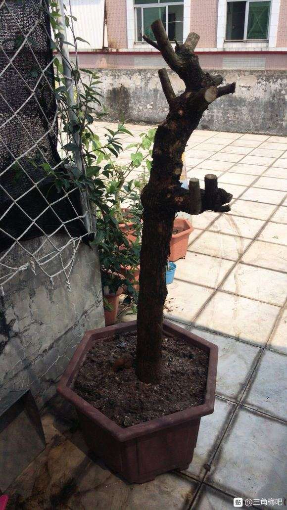 三角梅下山桩以后嫁接怎么搭配好 图片