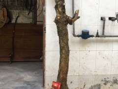 三角梅下山桩以后嫁接怎么搭配好 图片