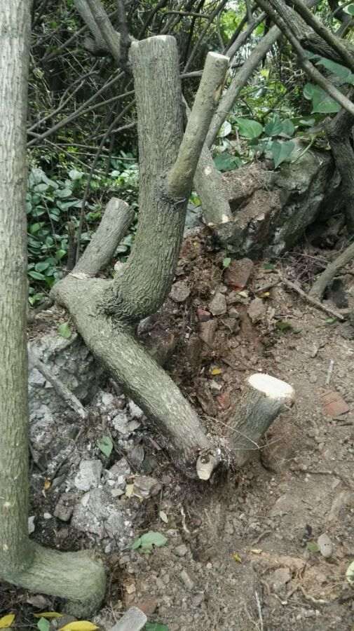 第一次野外挖三角梅下山 怎么样 图片