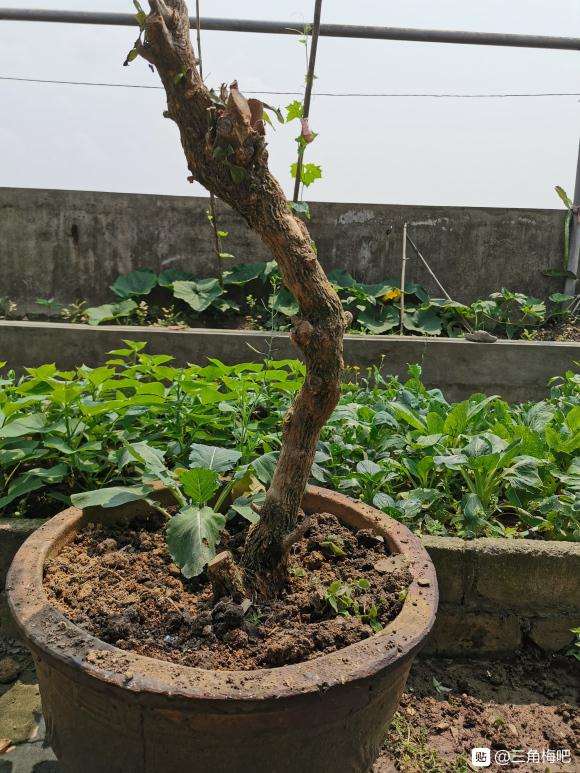 安格斯三角梅下山桩 高70 60元 图片