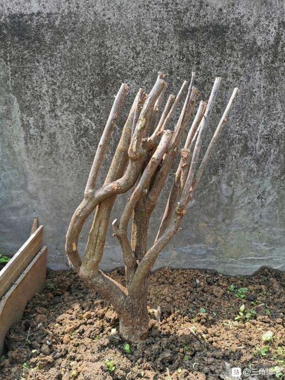 安格斯三角梅下山桩 高70 60元 图片