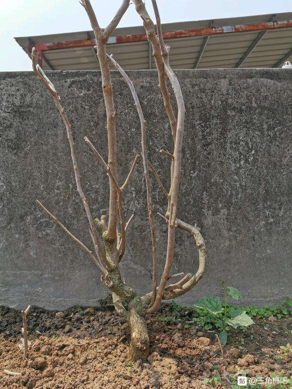 安格斯三角梅下山桩 高70 60元 图片