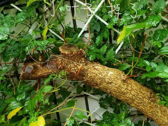 三角梅下山桩3个月了 还活着吗 图片