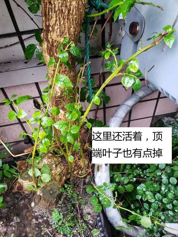 三角梅下山桩3个月了 还活着吗 图片