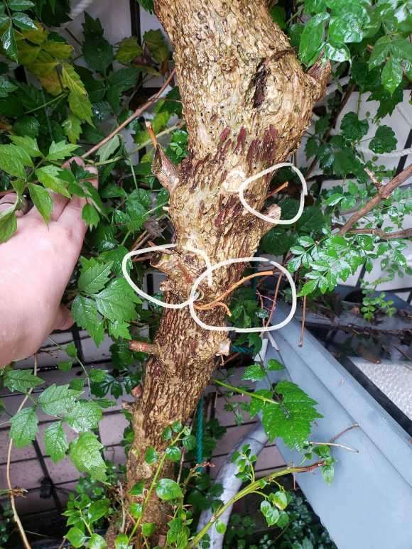 三角梅下山桩3个月了 还活着吗 图片