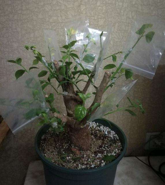 三角梅下山桩收到后怎么处理的方法 图片