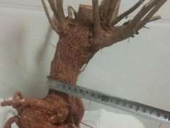 三角梅下山桩收到后怎么处理的方法 图片