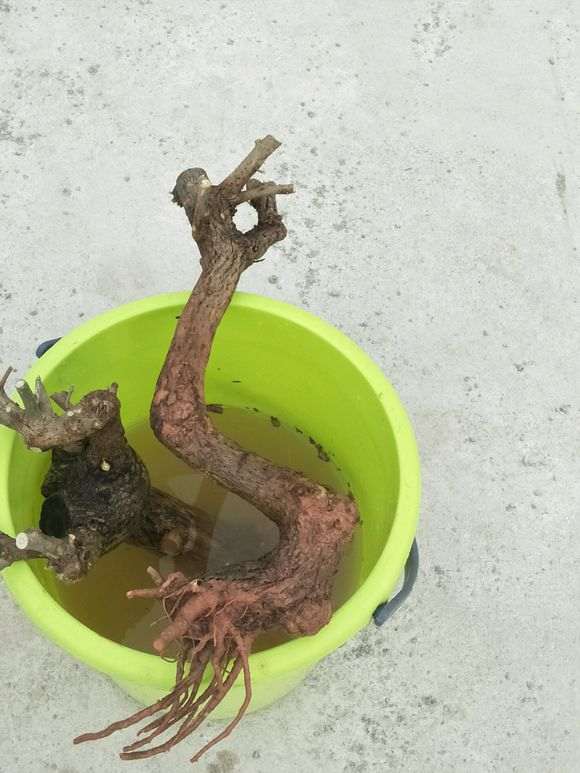 三角梅下山桩长得很快 怎么样 图片