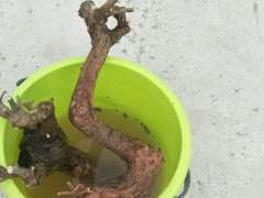 三角梅下山桩长得很快 可以吗 图片