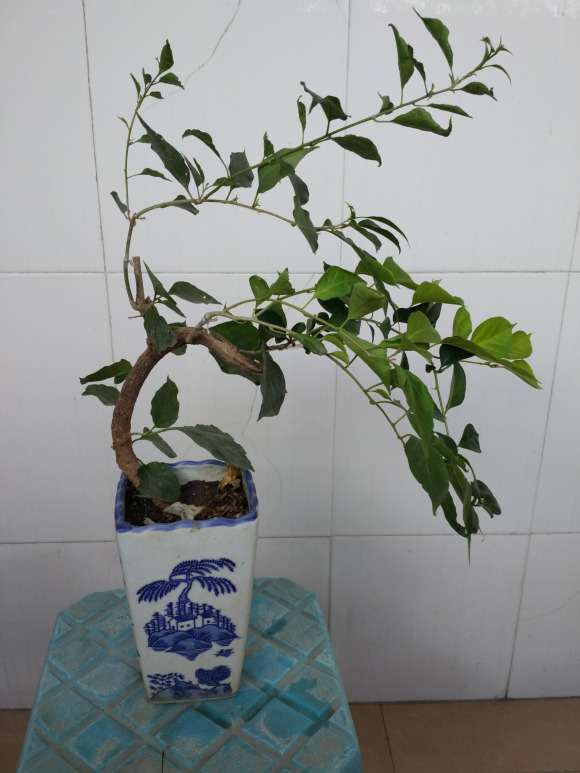 两株嫁接的三角梅下山桩 怎么样 图片