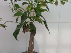 两株嫁接的三角梅下山桩 可以吗 图片