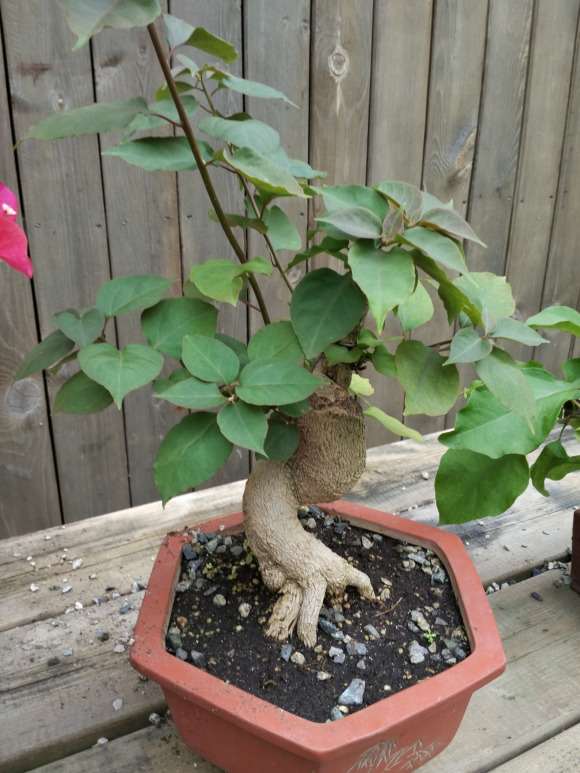 上盆了几个三角梅下山桩 怎么样 图片